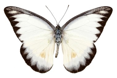 Beyaz kelebek türleri appias lyncida
