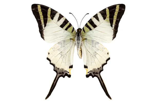 Motyl gatunku graphium antiphates — Zdjęcie stockowe