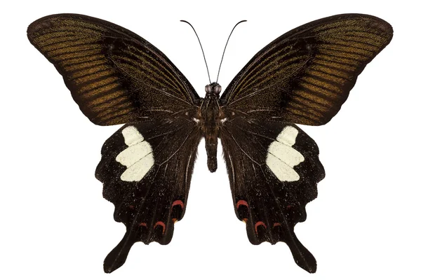 Espécie de borboleta preta e marrom Papilio nephelus — Fotografia de Stock