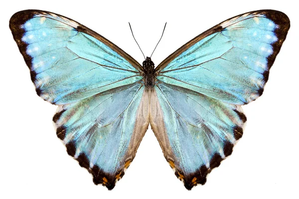 Modrý motýl druhů morpho portis thamyris — Stock fotografie