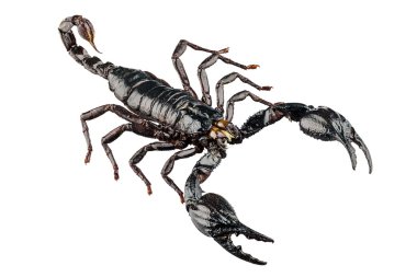 Palamnaeus fulvipes
