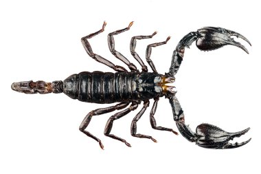 Palamnaeus fulvipes