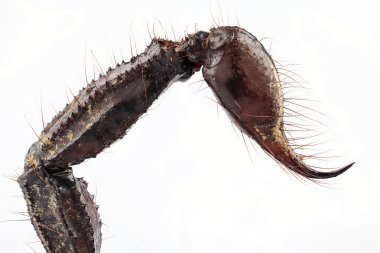 acı palamnaeus fulvipes