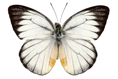 Beyaz kelebek türleri delias baracasa