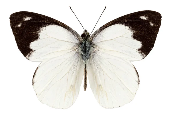 Bílý motýl druhů Dominika indra indra — Stock fotografie