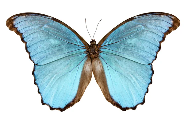 Espécie de borboleta Morpho menelaus alexandrovna — Fotografia de Stock