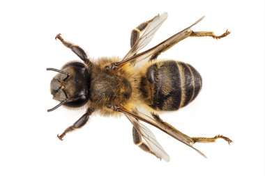 Arı türleri apis mellifera ortak adı Batı bal arısı