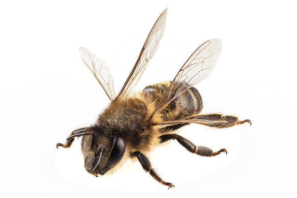 Bee species apis mellifera common name Western honey bee
