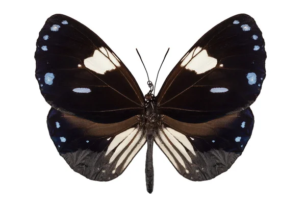 Espécie de borboleta Euploea radamanthus Nome comum Magpie Crow — Fotografia de Stock