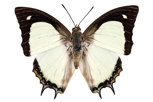Especies de mariposa Polyura jalysus — Foto de Stock