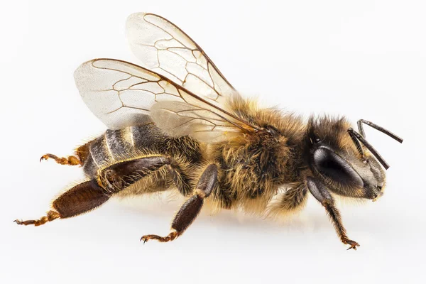 Bee arten apis mellifera gemensamma namnet västra honungsbiet — Stockfoto