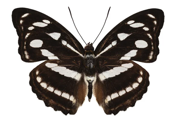 Butterfly species Athyma reta moorei — Stock Photo, Image