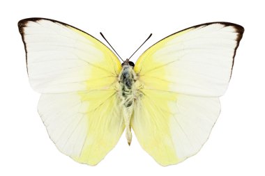 kelebek türleri phoebis statira