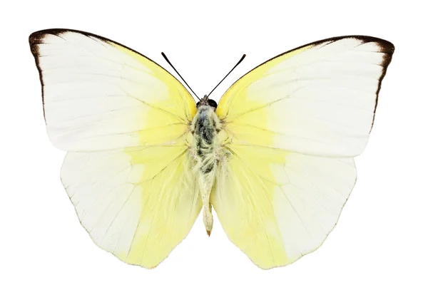 Виды бабочек phoebis statira — стоковое фото
