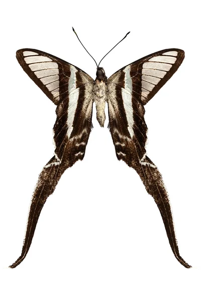 Fjäril arter lamproptera curius "dragontail" — Stockfoto