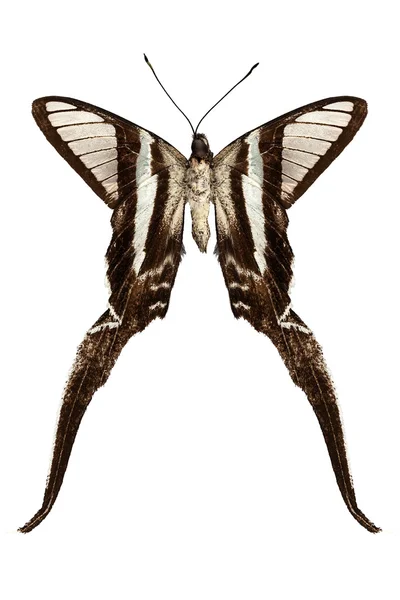 Especies de mariposa Lamproptera curius "Dragontail " — Foto de Stock