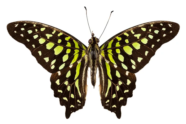 Graphium agamemnon "Tailed Jay " — стоковое фото