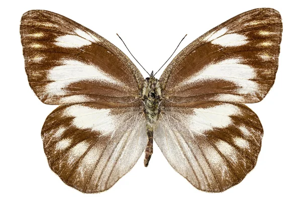 Motyl appias gatunków libythea "pasiasty Albatros" — Zdjęcie stockowe