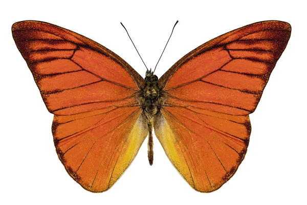Orange butterfly species appias nero neronis "Orange Albatross" — Stock Photo, Image