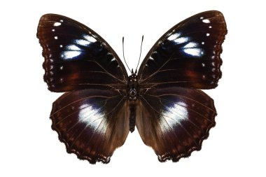 bolina 