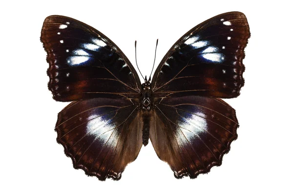 Espécie de borboleta Hypolimnas bolina "Great Eggfly " — Fotografia de Stock