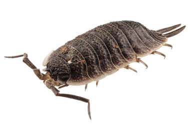 Tespih böceği türleri porcellio scaber