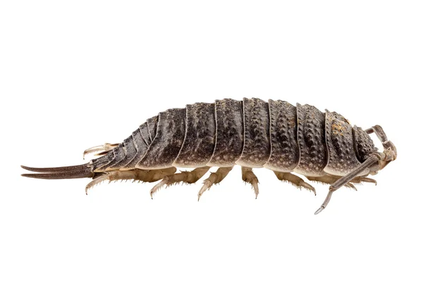 Woodlouse species porcellio scaber — Stock Photo, Image