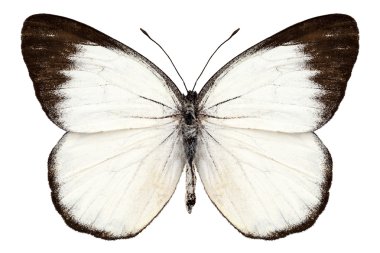 kelebek türleri delias belisama