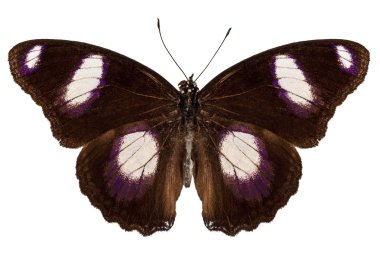 kelebek türleri hypolimnas misippus erkek danaid eggfly