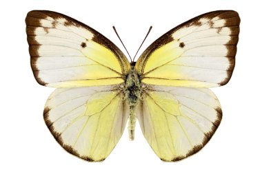 türler catopsilia pomona 