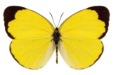 türler eurema alitha 