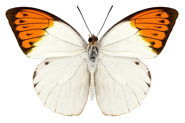 Butterfly species Hebomoia glaucippe "Great Orange Tip" — Stock Photo, Image