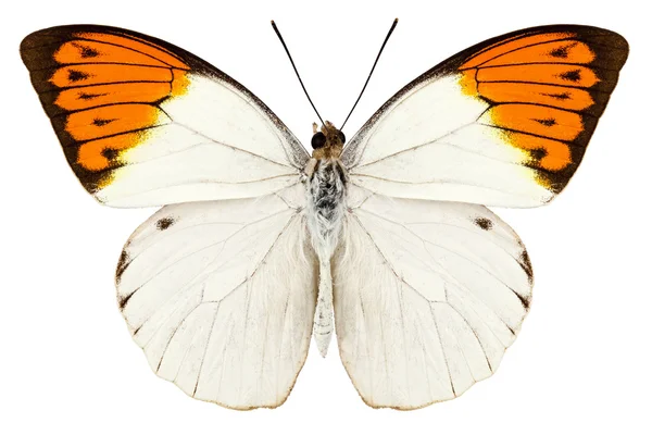 Especies de mariposa Hebomoia glaucippe "Great Orange Tip " — Foto de Stock