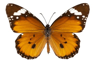 kelebek türleri danaus chrysippus 