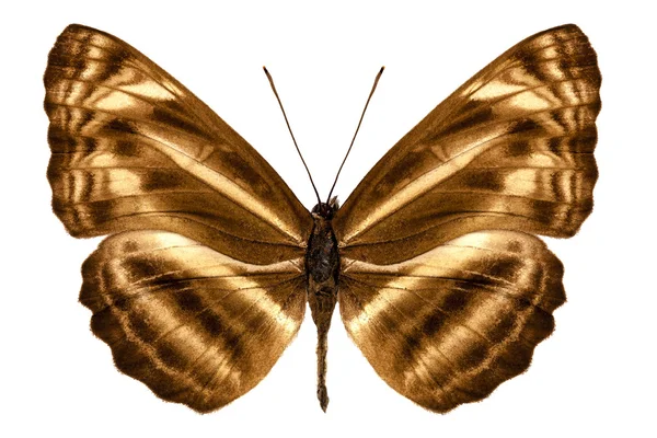 Motyl omeroda omeroda neptis gatunków "motyl sailer" — Zdjęcie stockowe