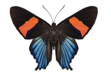 Butterfly species Ancyluris miranda clipart