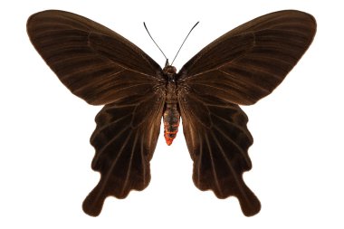 türler atrophaneura aristolochiae kotzebuea 