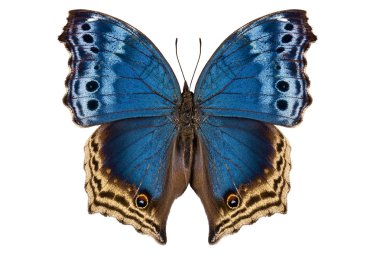 kelebek türleri salamis temora 