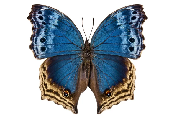 Schmetterlingsart Salamis temora "Perlmutt-Schmetterling" — Stockfoto