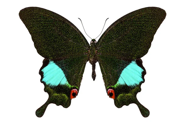 Farfalla Papilio Karna Karna — Foto Stock