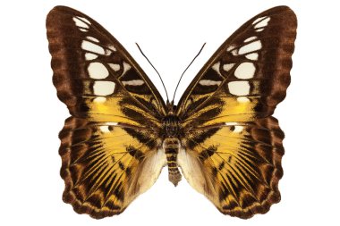 türler parthenos sylvia 