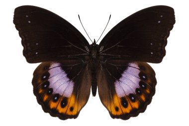 kelebek türleri hypolimnas pandarus