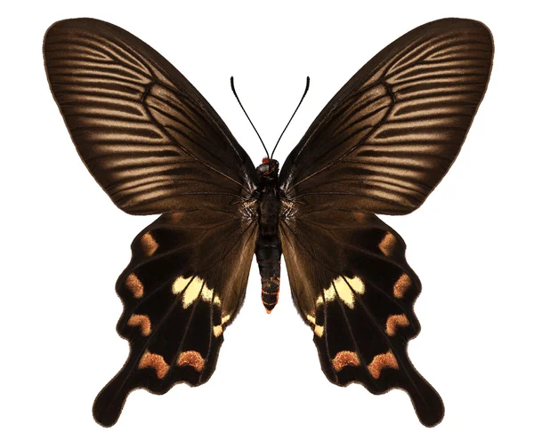 Πεταλούδα είδη pachliopta aristolochiae Άντισσα "κοινή αυξήθηκε" — Φωτογραφία Αρχείου