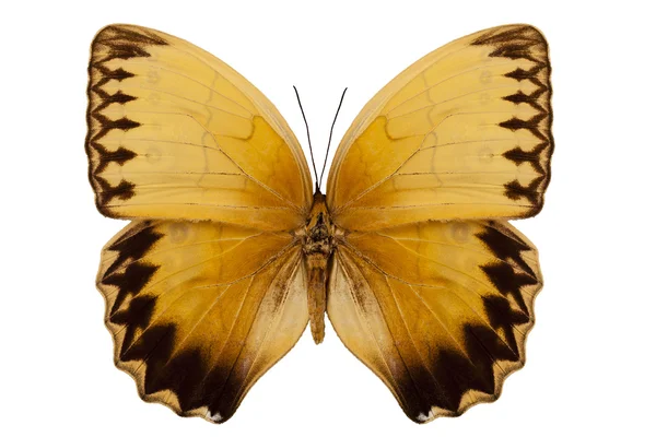 Espécie de borboleta stichophthalma howqua suffusa "Selva Rainha Borboleta " — Fotografia de Stock