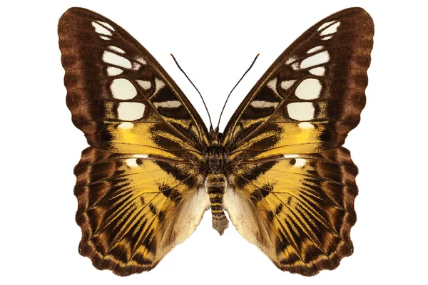 Motyl gatunków parthenos sylvia "clipper motyl" — Zdjęcie stockowe