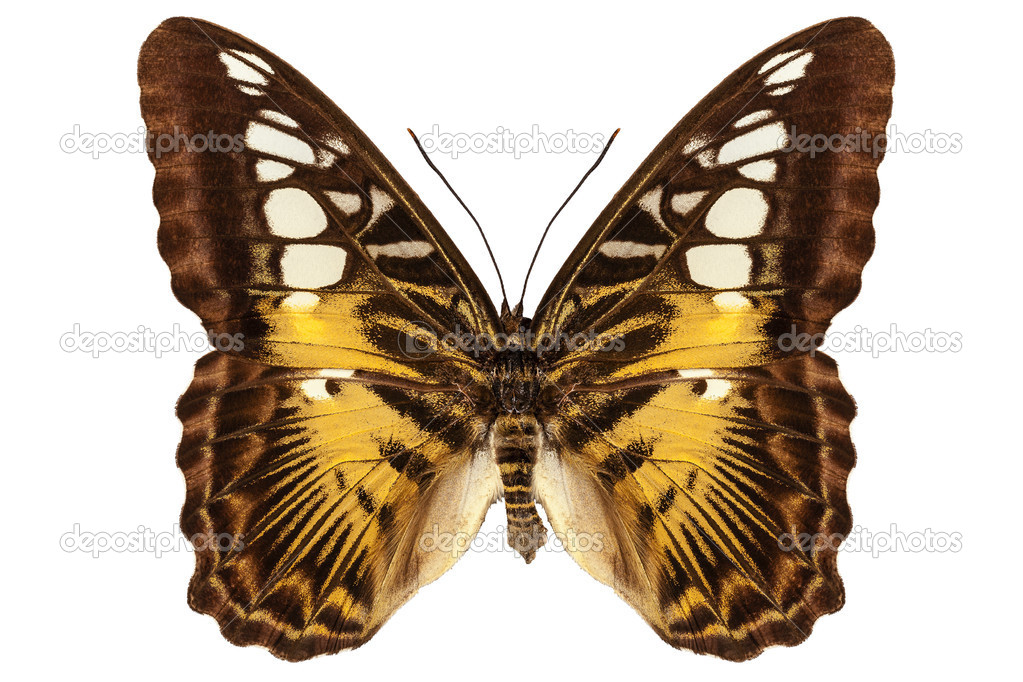 Butterfly species Parthenos sylvia 