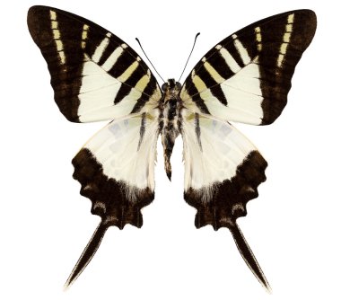kelebek türleri graphium decolor atratus
