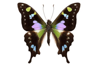 Butterfly species Graphium weiskei 