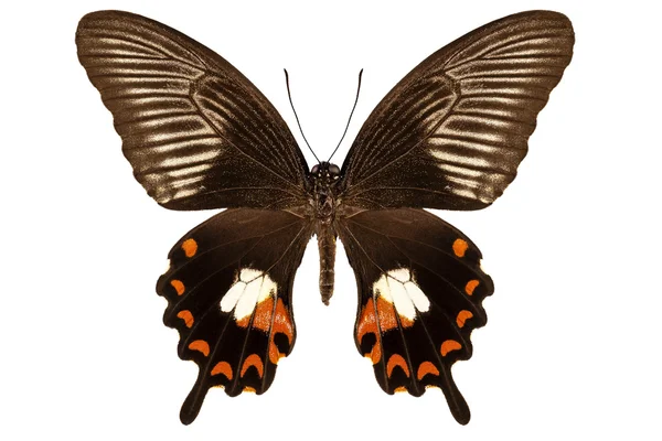 Especies de mariposa papilio polytes mandane "Common Mormon " — Foto de Stock