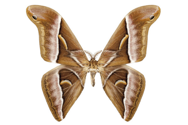 Butterfly moth species Samia kohlii